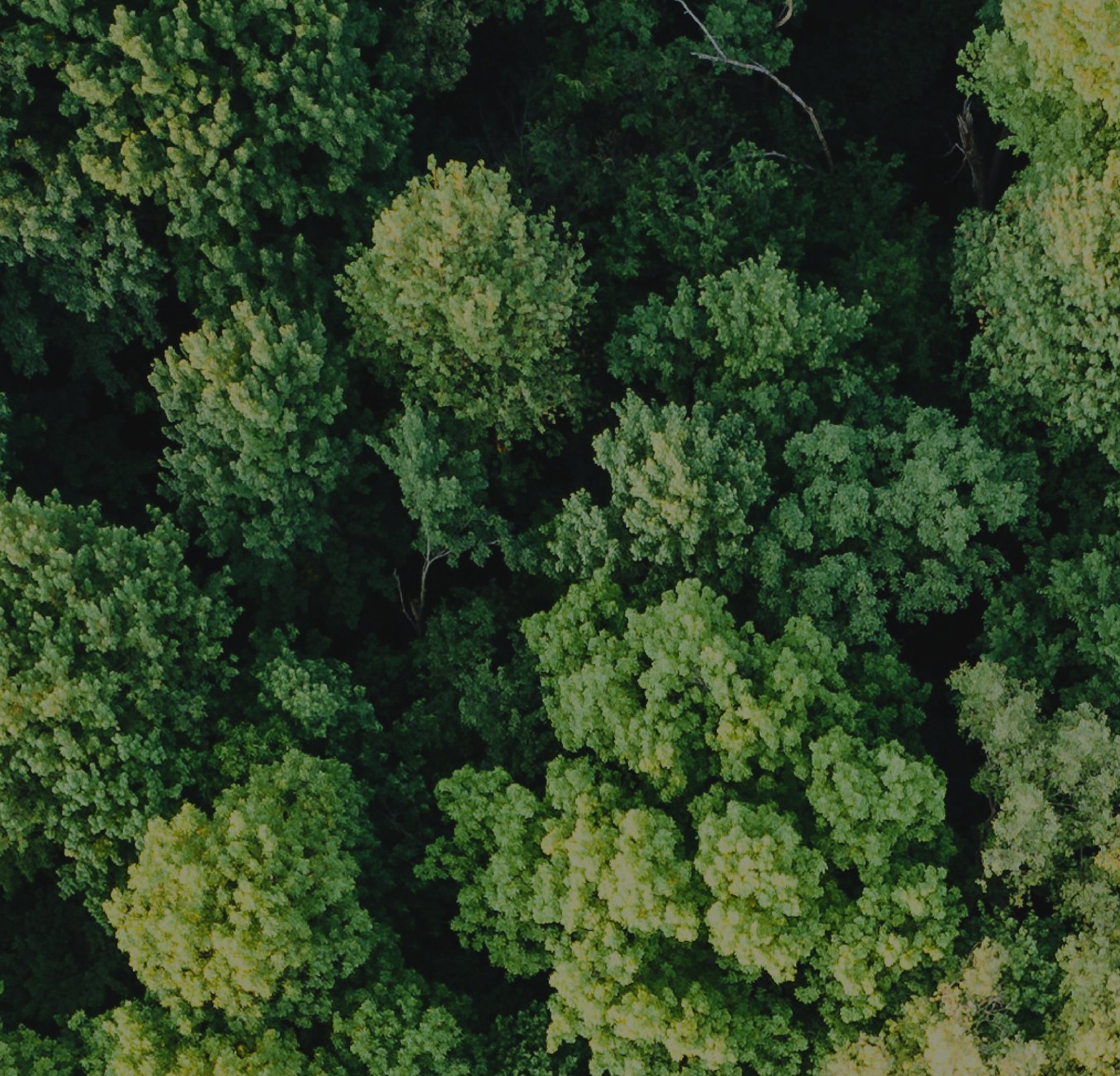 PJPlants_Chicklet_V2