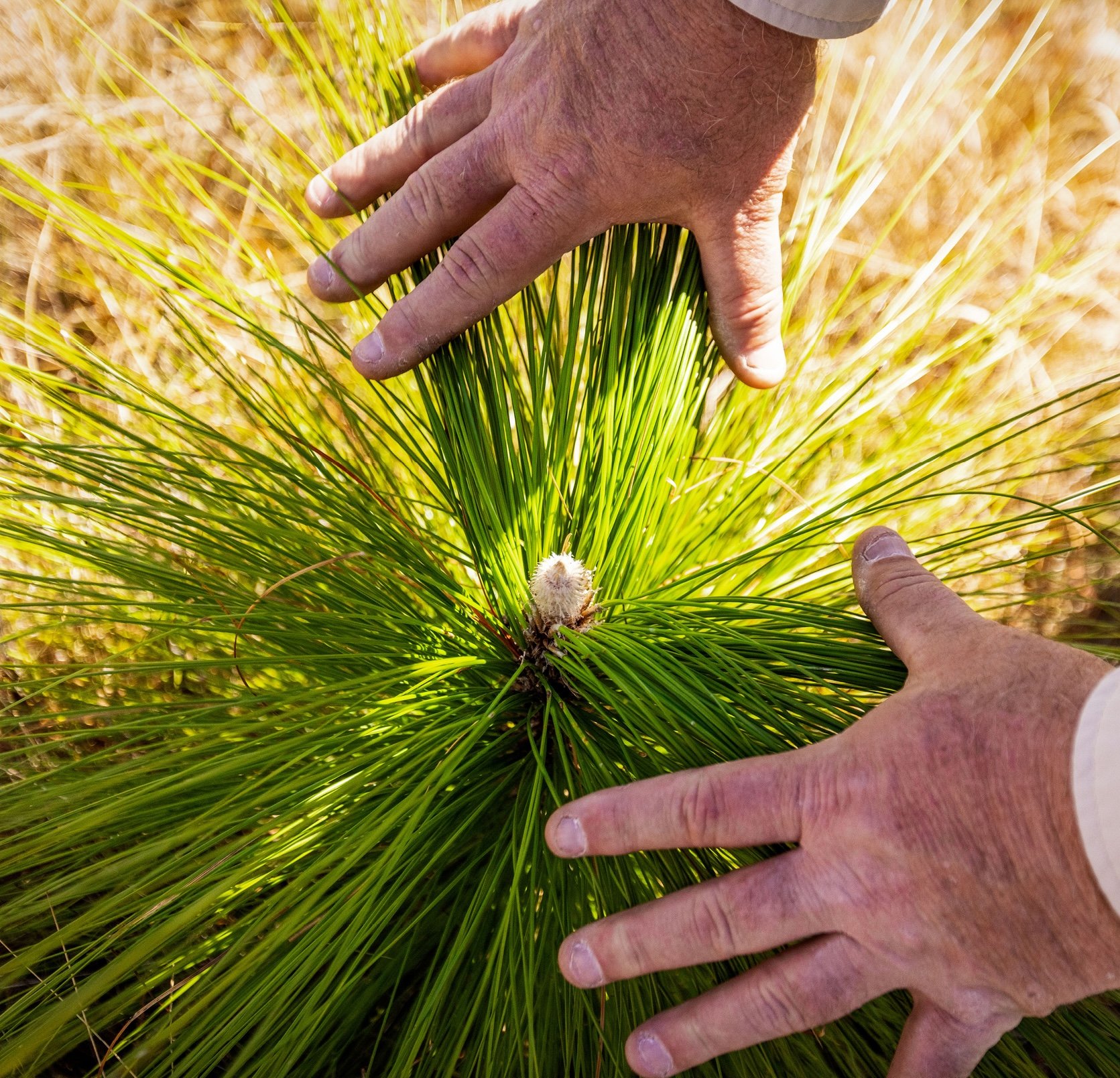 PJPlants_Chicklet_V3