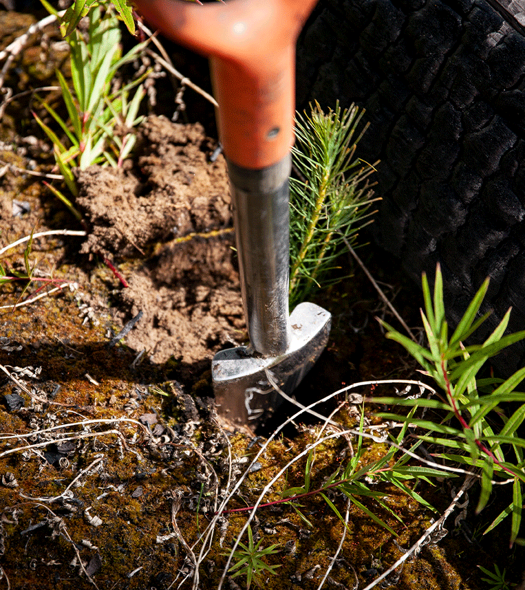 Michigan State Forest Planting 